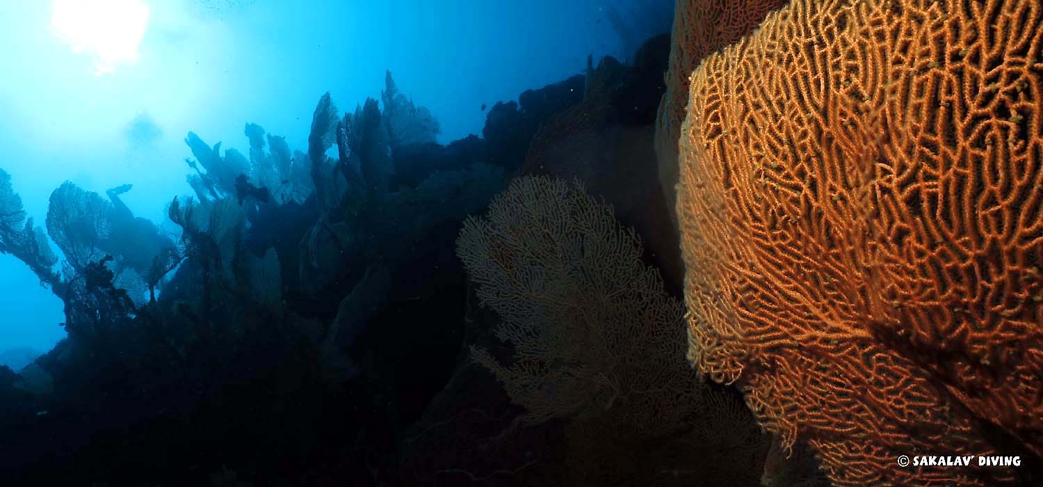 Plongée à Nosy Be